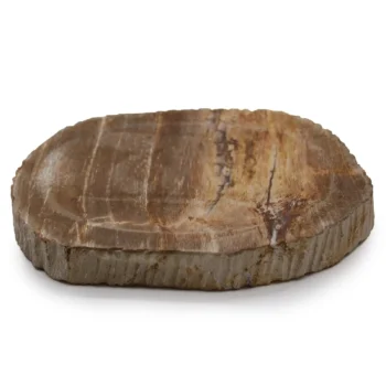 Soap Dish - Petrified Wood - Brown