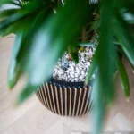 Capi Black and Gold Plant Vase - 43 x 41cm