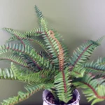 Artificial Fern Bush in Decorative Planter - 40 x 60 x 60cm
