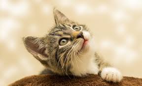 Pet-sitting | Many plants | 1 Cat