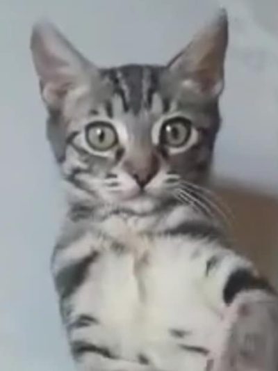 Adopt Unneutered Cat