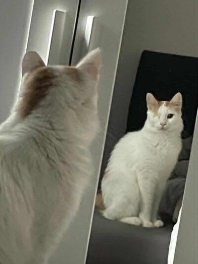 Adopt a Cat with special needs