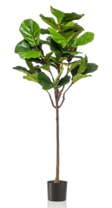 Ficus in pot 180cm – green