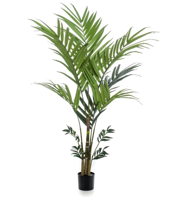 Kentia palm in pot 120cm – green