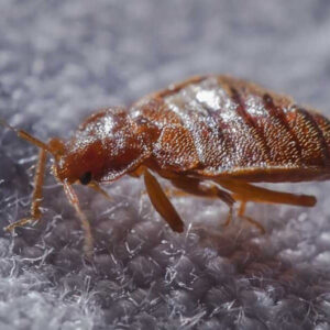 bedbugs treatment