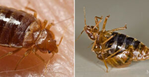 What Kills Bed Bugs Instantly