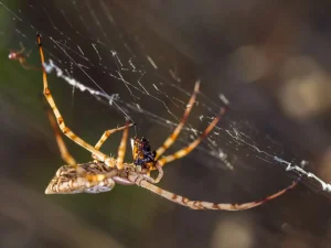 biting house spiders uk
