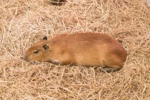 Rat Nests