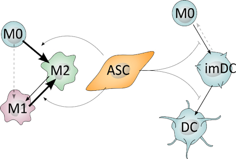 Stem Cell Therapies Expand Horizon of Regenerative Medicine - Science in  the News