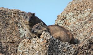 Lire la suite à propos de l’article 386. LEÇON ANIMALIÈRE 4 !