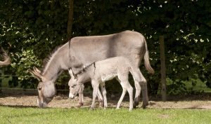 Lire la suite à propos de l’article 387. LEÇON ANIMALIÈRE 5 !