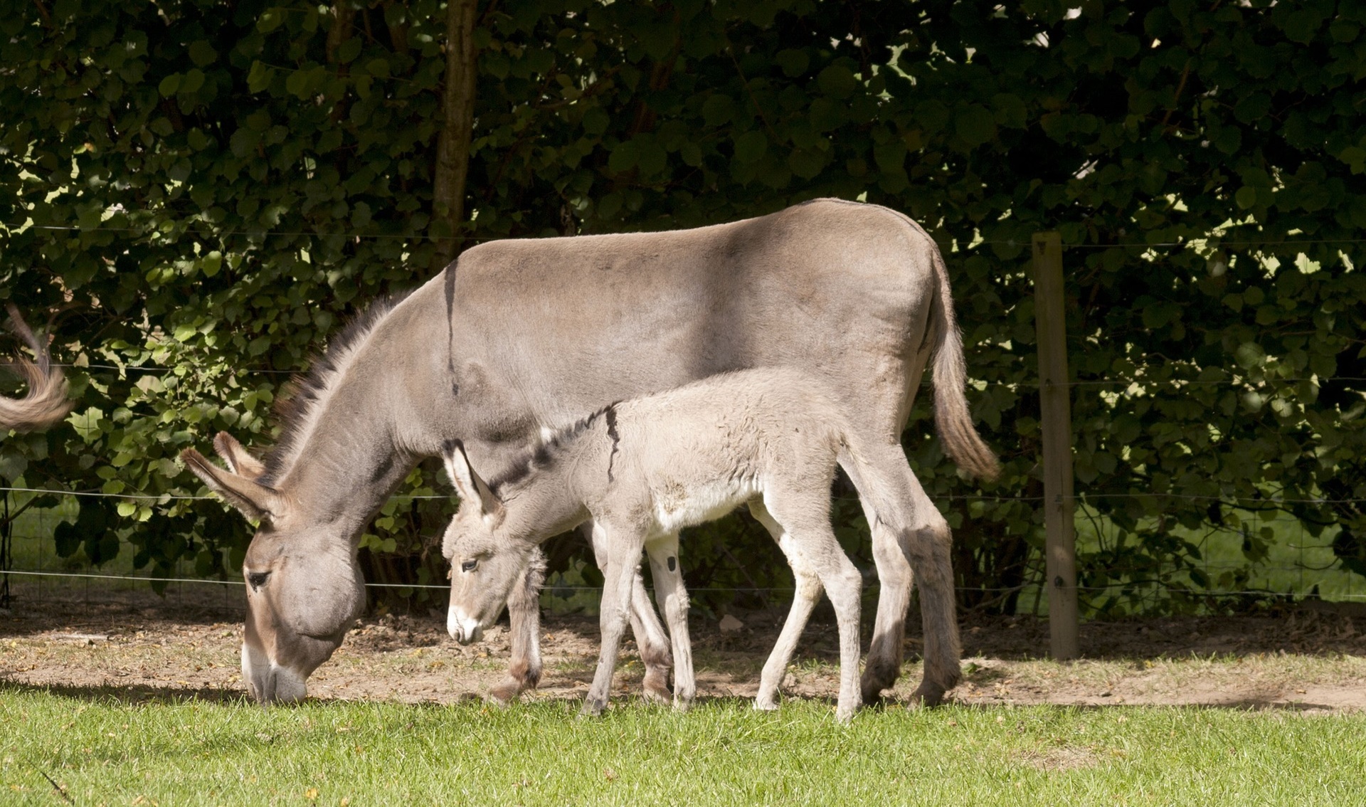 387. LEÇON ANIMALIÈRE 5 !