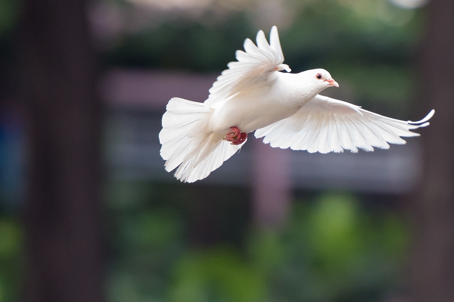 À l’ombre de tes ailes !