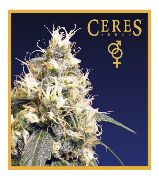 Ceres Skunk - Regular Cannabis Seeds