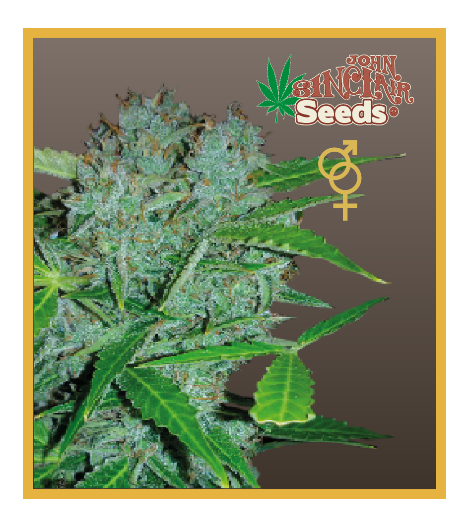 Amsterdam - Regular Cannabis Seeds - John Sinclair Seeds