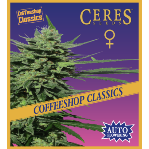 Auto-Lemonesia Cannabis Seeds - Ceres Seeds Amsterdam