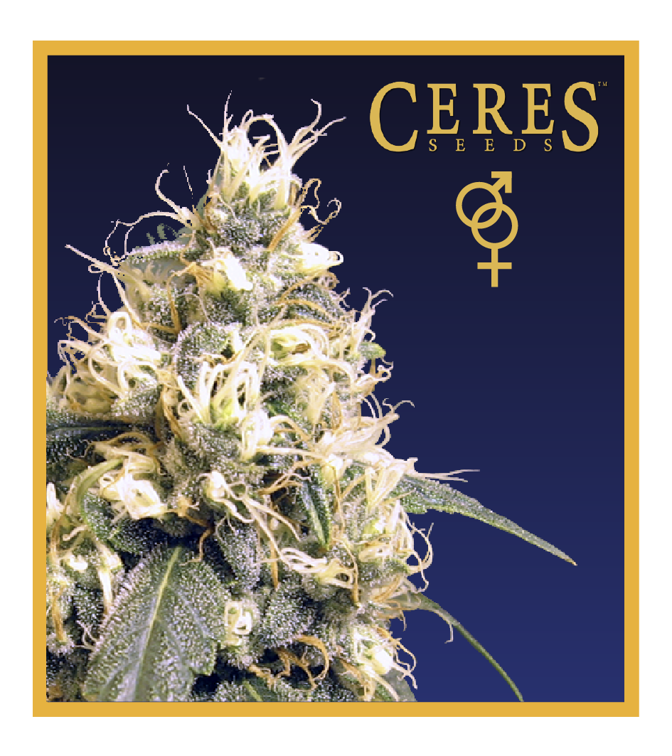 Ceres Skunk - Regular Cannabis Seeds - Ceres Seeds Amsterdam