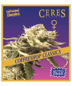 Easy Rider - Auto-Flowering Cannabis Seeds - Ceres Seeds Amsterdam