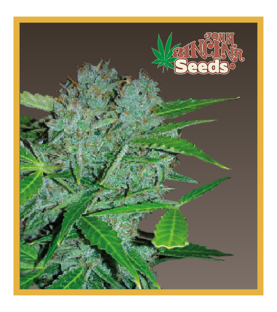 Amsterdam - Cannabis Seeds - John Sinclair Seeds
