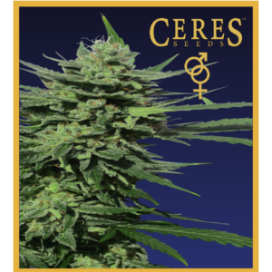 Lemonesia - Regular Cannabis Seeds - Ceres Seeds Amsterdam