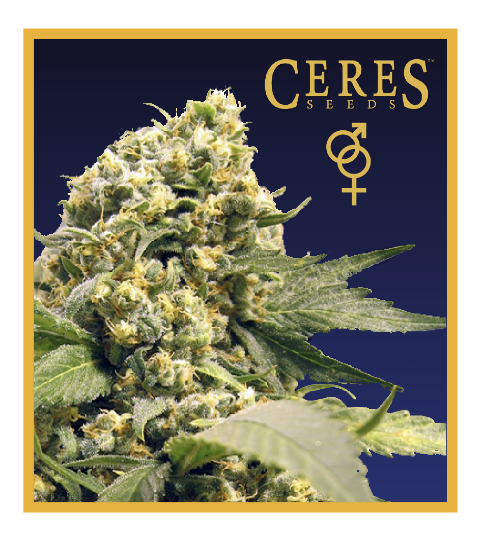 Northern Lights X Skunk #1 - Regular Cannabis Seeds - Ceres Seeds Amsterdam