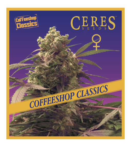 Purple- Feminized Cannabis Seeds