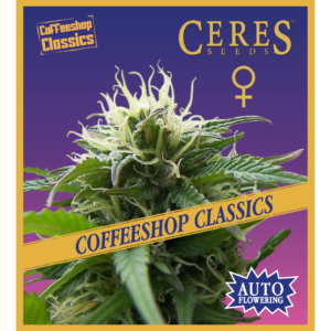 Super Automatic Haze - Auto-flowering Seeds, Feminized Cannabis Seeds