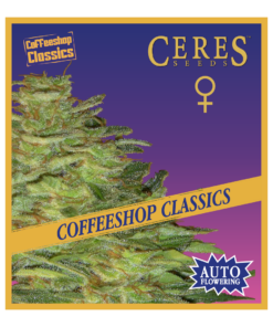 Super Automatic Skunk - Auto-Flowering Cannabis Seeds - Ceres Seeds Amsterdam