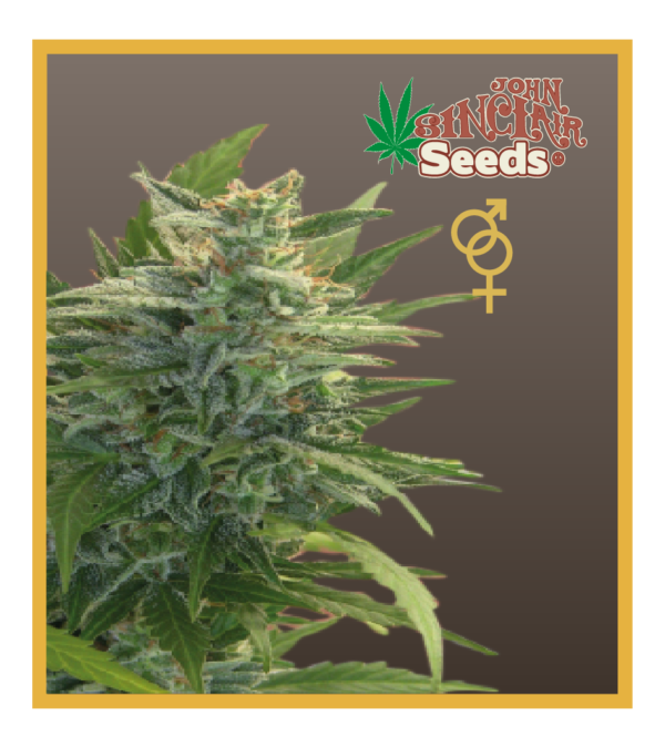 Trans Love Energies - Regular Cannabis Seeds - John Sinclair Seeds