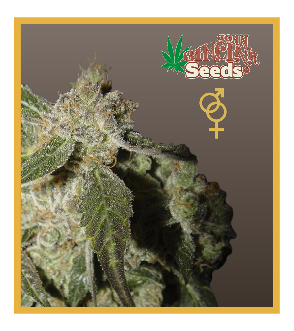 White Panther - Regular Cannabis Seeds - John Sinclair Seeds