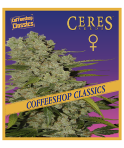 White Widow - Feminized Cannabis Seeds