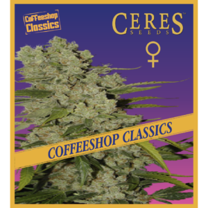 White Widow - Feminized Cannabis Seeds