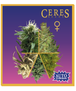 Auto-Flowering Feminized Cannabis Mix - Ceres Seeds Amsterdam