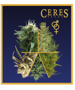 Regular Cannabis Seeds Mix - Ceres Seeds Amsterdam