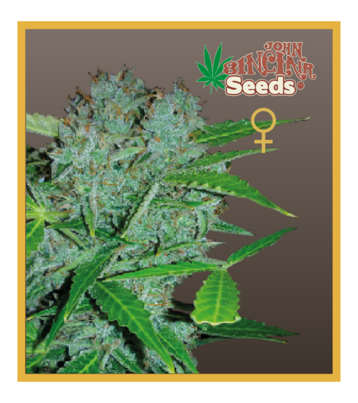 Amsterdam - Feminized Cannabis Seeds - John Sinclair Seeds