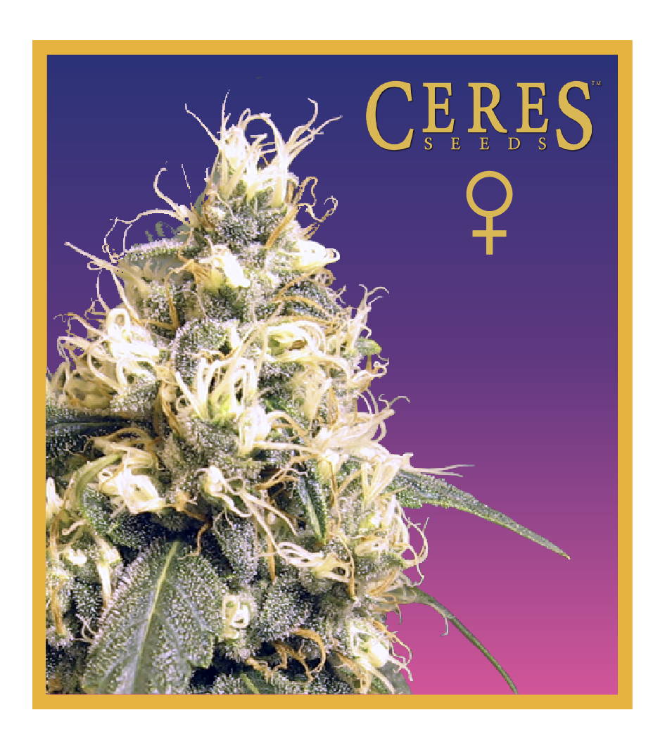 Ceres Skunk - Feminized Cannabis Seeds - Ceres Seeds Amsterdam