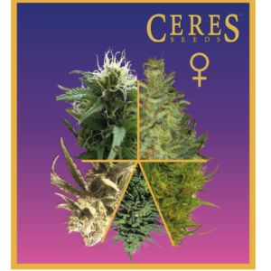 Feminized Cannabis Seeds Mix - Ceres Seeds Amsterdam