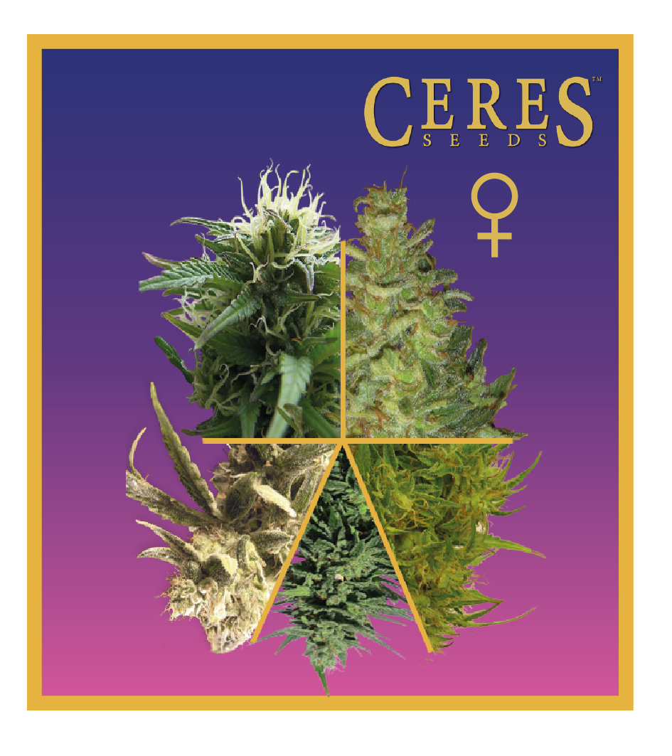 Feminized Cannabis Seeds Mix - Ceres Seeds Amsterdam
