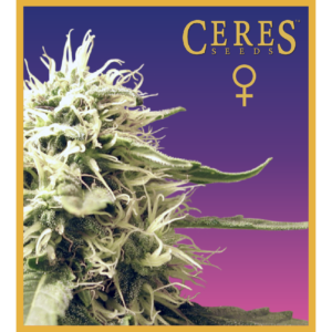 Ceres Kush - Feminized Cannabis Seeds - Ceres Seeds Amsterdam