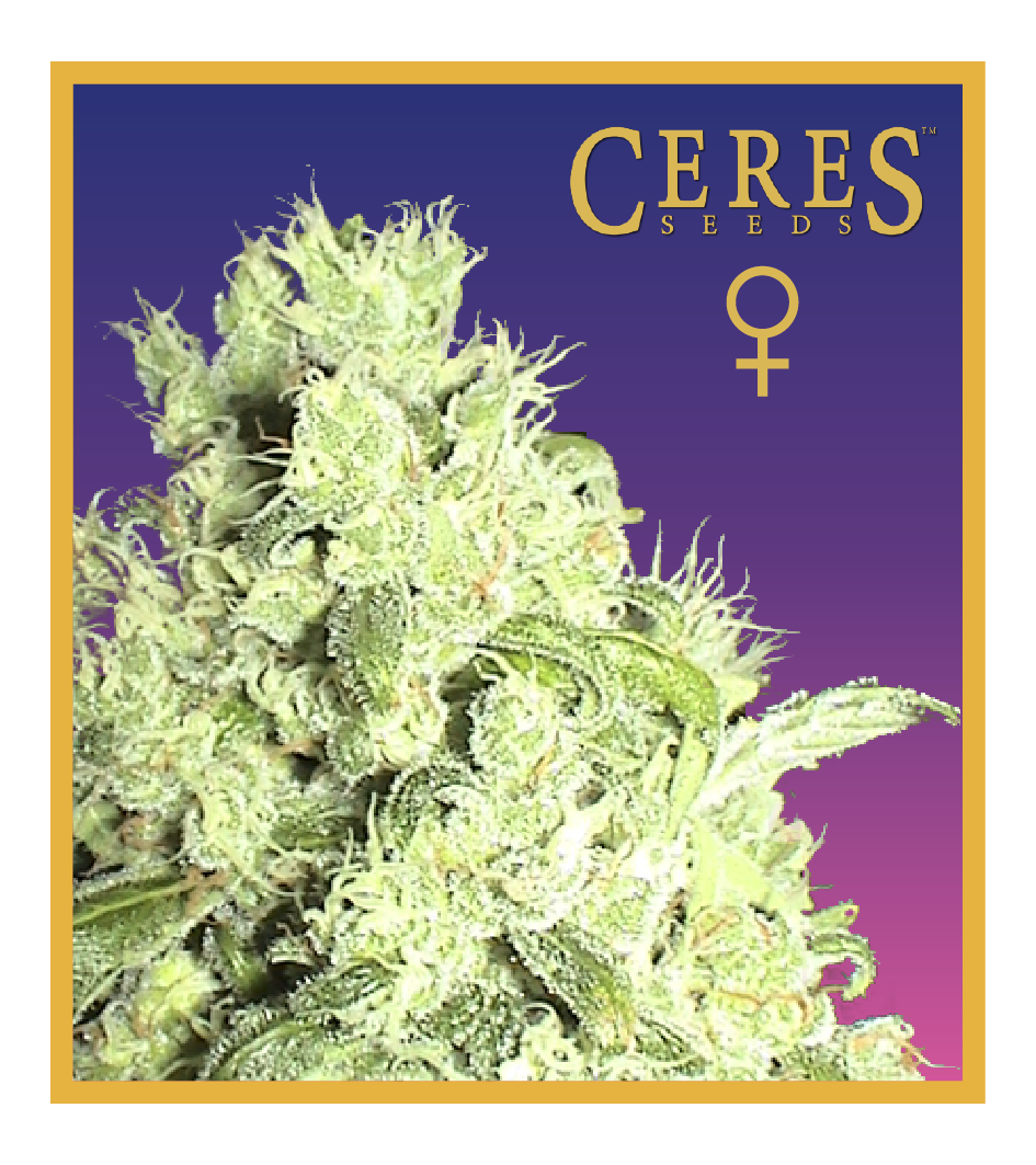White Indica - Feminized Cannabis Seeds - Ceres Seeds Amsterdam