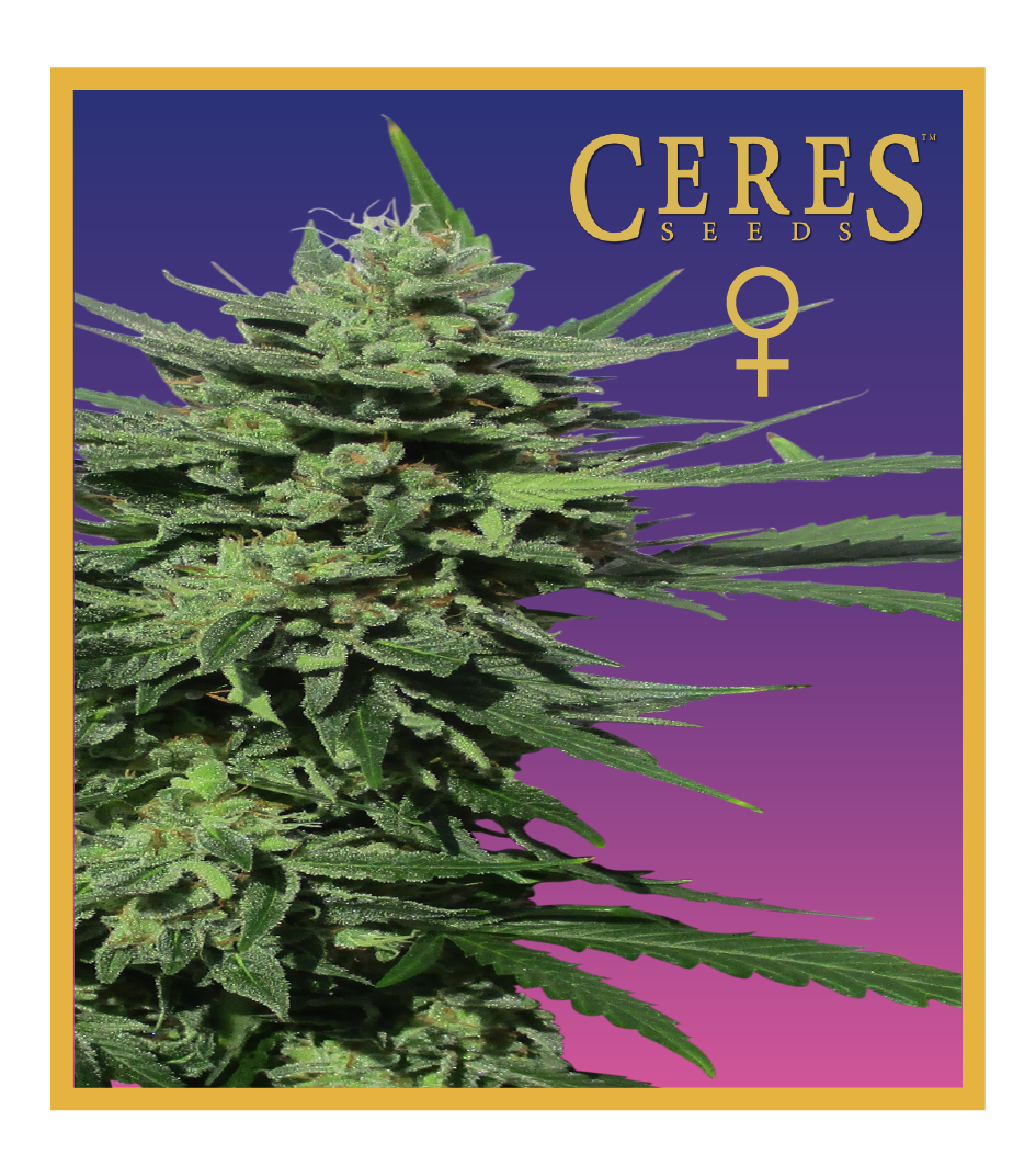 Lemonesia - Feminized Cannabis Seeds - Ceres Seeds Amsterdam