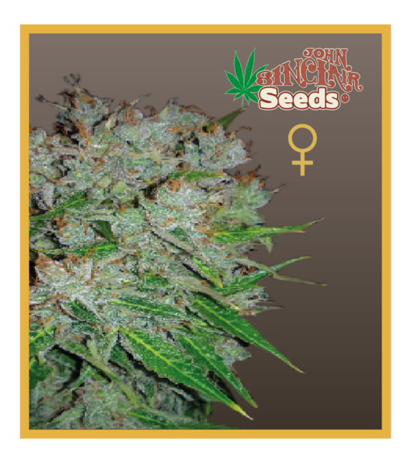 Viper - Feminized Cannabis Seeds - John Sinclair Seeds