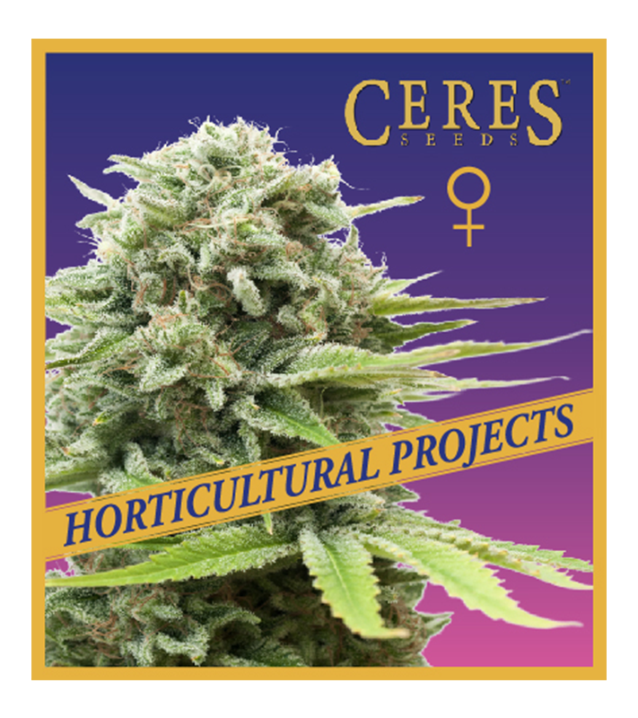 Strawberry Lemon Haze - Horticultural Projects - Ceres Seeds Amsterdam