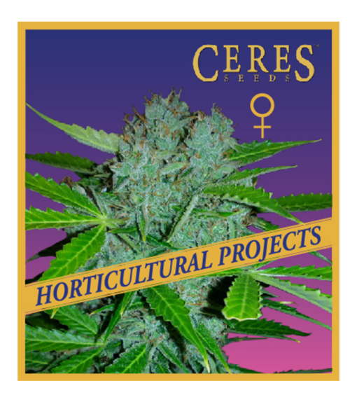 Blueberry Gelato - Horticultural Projects - Ceres Seeds Amsterdam