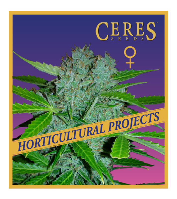 Blueberry Gelato - Horticultural Projects - Ceres Seeds Amsterdam