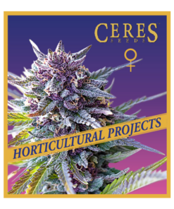 Purple Haze - Horticultural Projects - Ceres Seeds Amsterdam