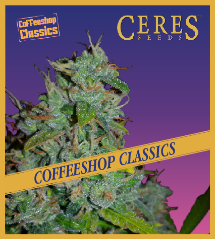 Amsterdam Amnesia - Coffeeshop Classics - Ceres Seeds Amsterdam