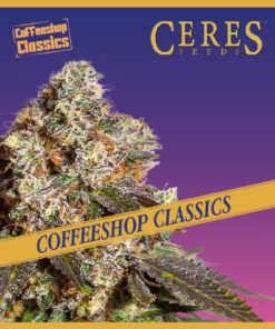 Amsterdam Skunk - Coffeeshop Classics - Ceres Seeds Amsterdam