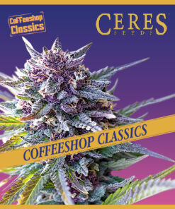 Purple Haze - Coffeeshop Classics - Ceres Seeds Amsterdam