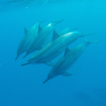 Simmar med Delfiner Hawaii 2015